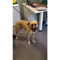 cane - Matr. 2017/1034 - Microchip 380260043267344