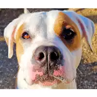 cane - Matr. 2022/1383 - Microchip 380260044437496