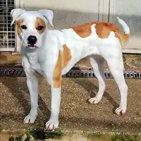 cane - Matr. 2022/1383 - Microchip 380260044437496