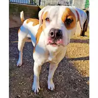 cane - Matr. 2022/1383 - Microchip 380260044437496