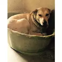 cane - Matr. 2017/0877 - Microchip 380260043268880