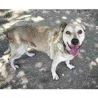 cane - Matr. 2017/0877 - Microchip 380260043268880