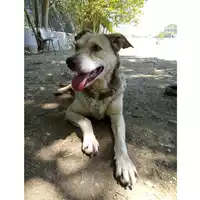 cane - Matr. 2017/0877 - Microchip 380260043268880