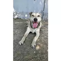 cane - Matr. 2017/0877 - Microchip 380260043268880