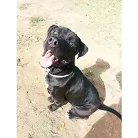 cane - Matr. 2022/1344 - Microchip 380260044437137