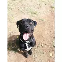 cane - Matr. 2022/1344 - Microchip 380260044437137