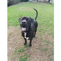 cane - Matr. 2022/1344 - Microchip 380260044437137