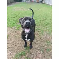 cane - Matr. 2022/1344 - Microchip 380260044437137
