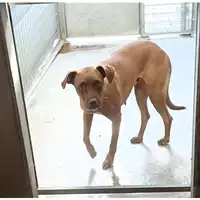 cane - Matr. 2022/1774 - Microchip 380260044732220