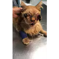 gatto - Matr. 2022/1776 - Microchip 380260044732735