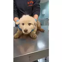 cane - Matr. 2022/0283 - Microchip 380260044550000