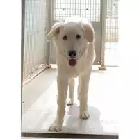 cane - Matr. 2022/0283 - Microchip 380260044550000