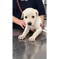 cane - Matr. 2017/1165 - Microchip 380260043309935