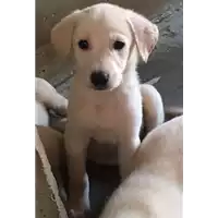 cane - Matr. 2017/1165 - Microchip 380260043309935