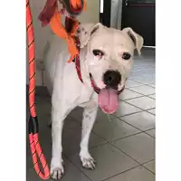 cane - Matr. 2022/1878 - Microchip 380260044914247