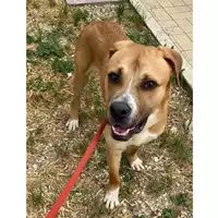 cane - Matr. 2020/0672 - Microchip 380260043535091