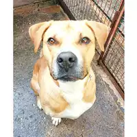 cane - Matr. 2020/0672 - Microchip 380260043535091