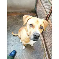 cane - Matr. 2020/0672 - Microchip 380260043535091