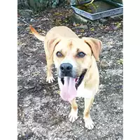 cane - Matr. 2020/0672 - Microchip 380260043535091