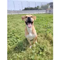 cane - Matr. 2020/0672 - Microchip 380260043535091