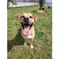 cane - Matr. 2020/0672 - Microchip 380260043535091