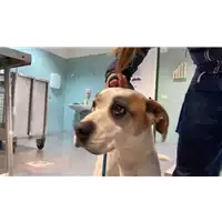 cane - Matr. 2022/2371 - Microchip 380260044731289
