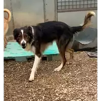 cane - Matr. 2022/1595 - Microchip 380260044732255