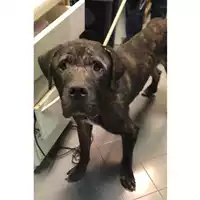 cane - Matr. 2023/0142 - Microchip 380260160174657