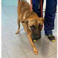 cane - Matr. 2020/1699 - Microchip 380260044476919