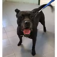 cane - Matr. 2023/0214 - Microchip 380260042530407