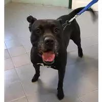 cane - Matr. 2023/0214 - Microchip 380260042530407