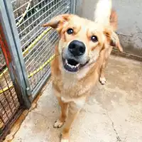 cane - Matr. 2022/0843 - Microchip 380260044476823