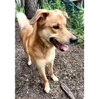 cane - Matr. 2022/0843 - Microchip 380260044476823