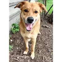 cane - Matr. 2022/0843 - Microchip 380260044476823