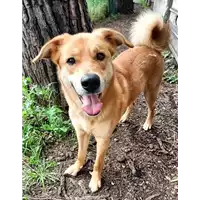 cane - Matr. 2022/0843 - Microchip 380260044476823