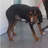cane - Matr. 2023/0696 - Microchip 380260044926932