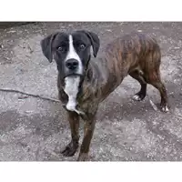 cane - Matr. 2022/2198 - Microchip 380260044731639