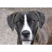 cane - Matr. 2022/2198 - Microchip 380260044731639