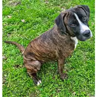 cane - Matr. 2022/2198 - Microchip 380260044731639