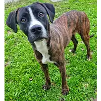 cane - Matr. 2022/2198 - Microchip 380260044731639