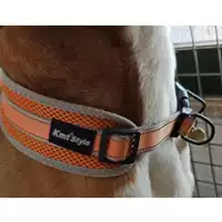 cane - Matr. 2023/1453 - Microchip 380260102480863