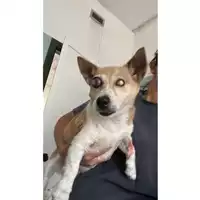 cane - Matr. 2023/1667 - Microchip 380260045016337