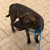 cane - Matr. 2022/1697 - Microchip 380260101797496