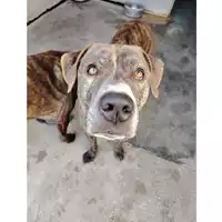 cane - Matr. 2022/1697 - Microchip 380260101797496