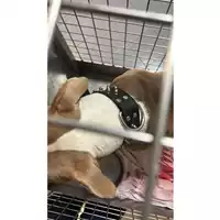 cane - Matr. 2023/1684 - Microchip 380260100646713