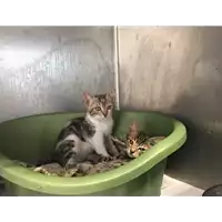 gatto - Matr. 2017/1330 - Microchip 380260043309643