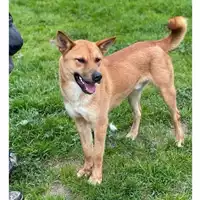 cane - Matr. 2020/1097 - Microchip 380260044280779