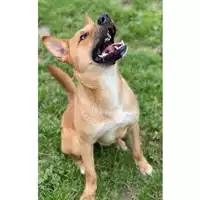 cane - Matr. 2020/1097 - Microchip 380260044280779