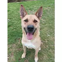 cane - Matr. 2020/1097 - Microchip 380260044280779