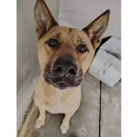 cane - Matr. 2020/1097 - Microchip 380260044280779